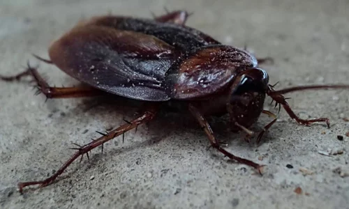 تفسير الحلم بصرصور اسود في المنام