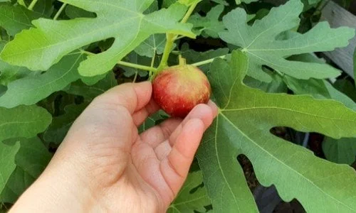 ما تأويل الحلم بشجرة التين لابن سيرن؟