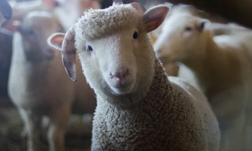 ما هي تفسيرات ابن سيرين لرؤية الخرفان الكثيرة في المنام؟