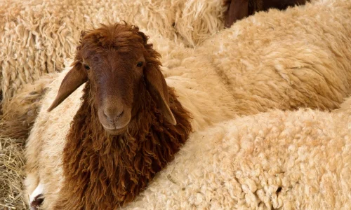 ما تأويلات رؤية الخروف البني في المنام لابن سيرين؟