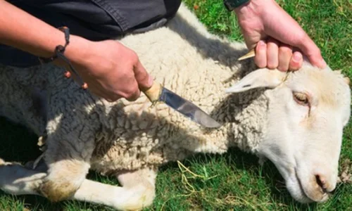 ما تفسير حلم الخروف المذبوح في المنام للعزباء لابن سيرين؟