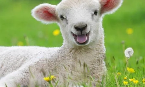 ما تأويلا الحلم بالخروف في المنام للرجل المتزوج لابن سيرين؟