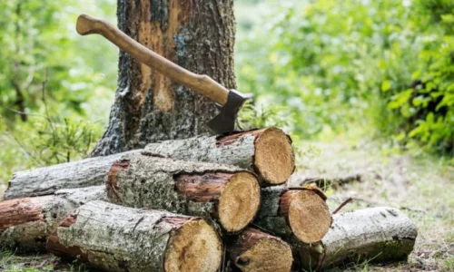 ما تأويلات ابن سيرين الخشب اليابس في المنام؟