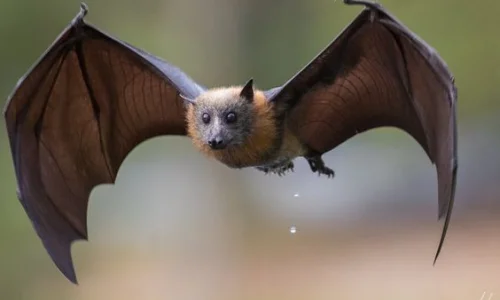 ما تفسير رؤية الخفاش في المنام للعزباء لابن سيرين؟