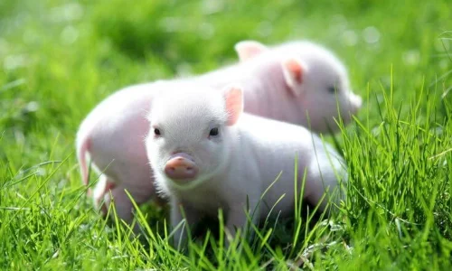 ما تأويل ابن سيرين لحلم الخنزير الصغير في المنام للعزباء؟