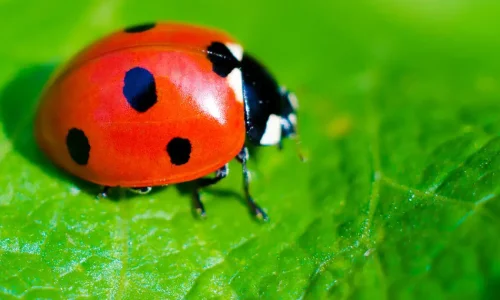 ما تفسير ابن سيرين لرؤية الخنفساء الحمراء في المنام للعزباء؟