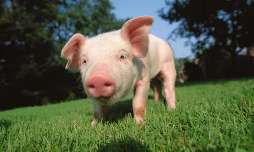 ما تفسير ابن سيرين لرؤية الخنزير في المنام للحامل؟