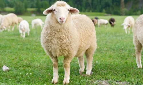 ما تأويل ابن سيرين لرؤية الخواريف في المنام للعزباء؟