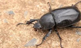 ما تفسيرات رؤية الخنفساء السوداء في المنام لابن سيرين؟