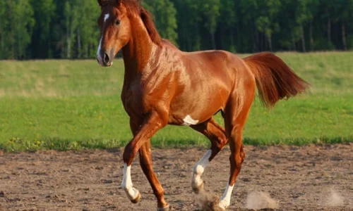 ما تفسير ابن سيرين لحلم الخوف من الحصان في المنام؟