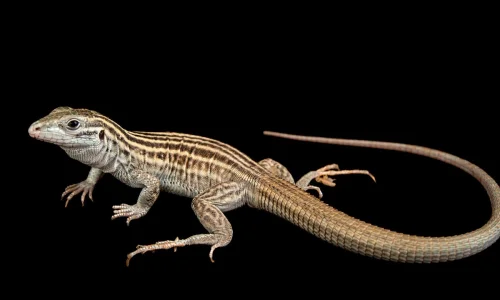 ما تأويلات ابن سيرين لحلم الخوف من السحلية في المنام للمطلقة؟