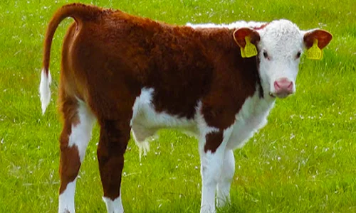 ما تفسير الخوف من العجل في المنام للمتزوجه لابن سيرين؟