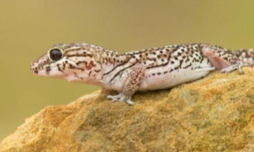 ما تأويل ابن سيرين لرؤية الخوف من الوزغ؟