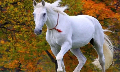 ما هي تفسيرات رؤية الخيل الابيض في المنام للرجل؟