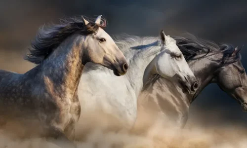 ما تأويلات ابن سيرين لرؤية الخيل الاصيل في المنام؟