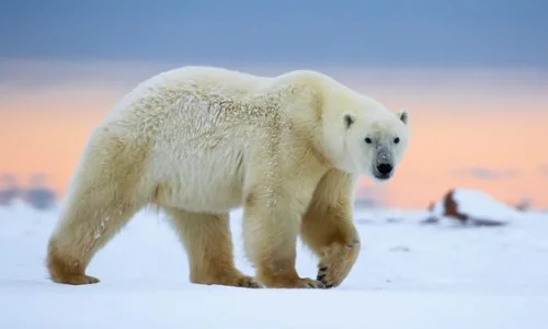 ما تفسير ابن سيرين لرؤية الدب الابيض في المنام للمتزوجة؟