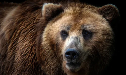 ما تأويل رؤية الدب في المنام لابن سيرين؟