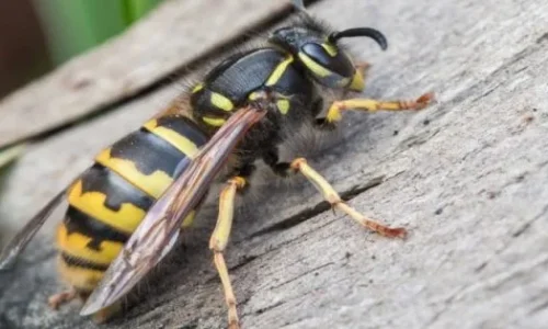 ما هي تفسيرات حلم الدبابير في المنام لابن سيرين؟