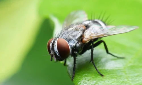 ما تفسير ابن سيرين لرؤية الدبان في الحلم؟