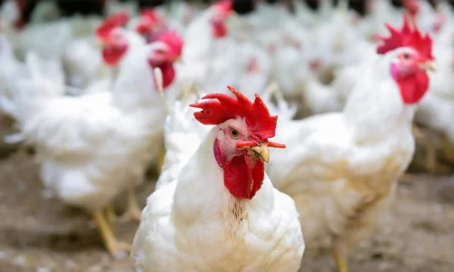 ما تفسير ابن سيرين لرؤية الدجاج الابيض الحي في المنام؟