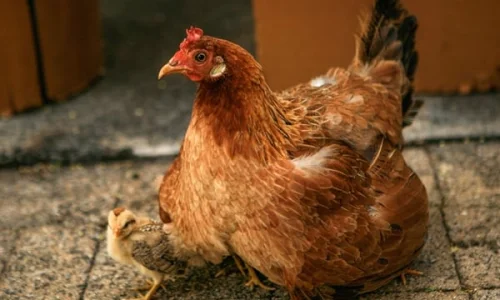 ما تأويل ابن سيرين لرؤية الدجاج الحي في المنام للعزباء؟