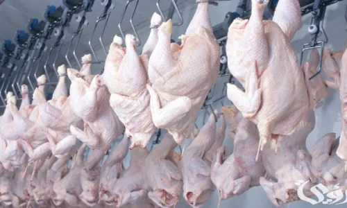 ما تفسيرات رؤية الدجاج الميت في المنام للمتزوجة؟