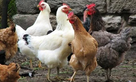 ما تفسير ابن سيرين لرؤية الدجاج في المنام للرجل؟