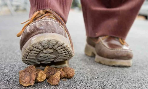 ما تأويل رؤية الدعس على البراز في المنام لابن سيرين؟