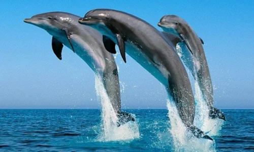 ما تفسير ابن سيرين لرؤية الدلافين في الحلم؟