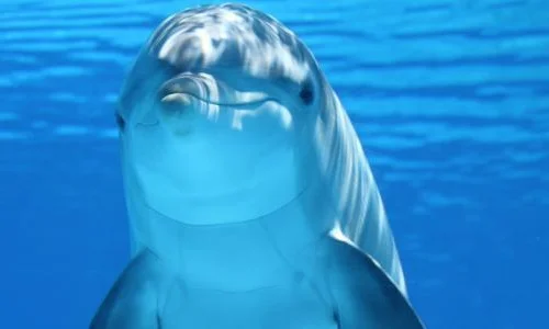 ما تأويل رؤية الدلفين في المنام للمرأة المتزوجة؟