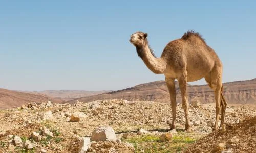 ما تأويلات ابن سيرين لرؤية الدواب في المنام؟