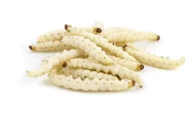 ما تفسيرات رؤية الدود الابيض في الشعر في المنام؟