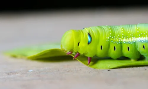 ما تفسير رؤية الدود الاخضر في المنام للمتزوجة؟