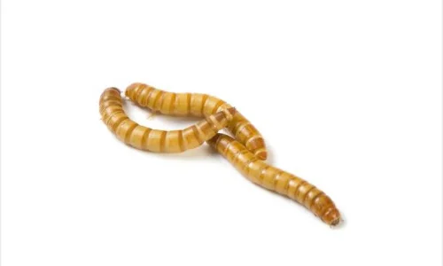 ما تأويل رؤية الدود الاصفر في المنام لابن سيرين؟