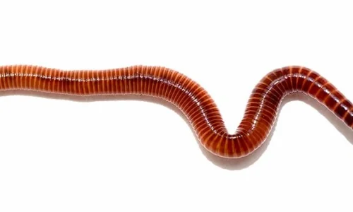 ما تفسير رؤية الدود الميت في المنام لابن سيرين؟