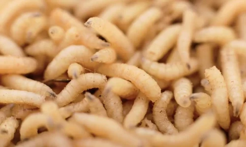 ما تفسيرات رؤية الدود ياكل جسم الانسان في المنام؟