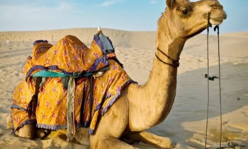 ما تأويلات ابن سيرين لرؤية الركوب على الجمل في المنام؟