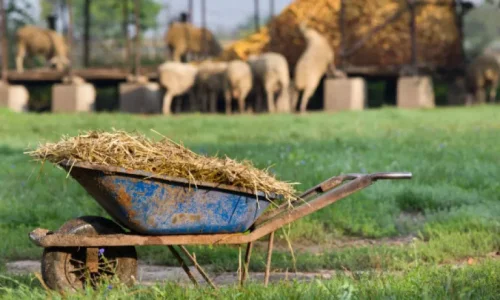 ما تفسيرات ابن سيرين لرؤية الروث في المنام؟