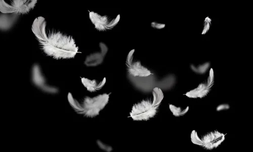 ما تأويل رؤية الريش في المنام لابن سيرين؟