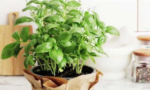 ما تفسير رؤية الريحان في المنام للمطلقه لابن سيرين؟