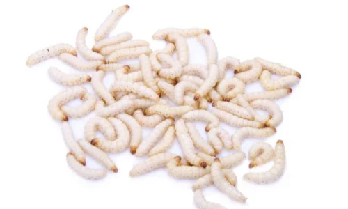 ما تأويلات ابن سيرين لرؤية السلابيح في المنام؟