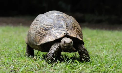 ما تفسير رؤية السلحفاة الميتة في المنام لابن سيرين؟