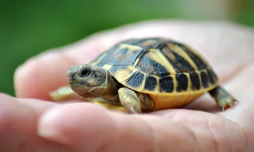 ما تأولات رؤية السلحفاة في المنام للرجل المتزوج؟