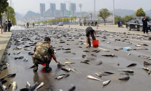 ما تأويل ابن سيرين لرؤية السماء تمطر سمك في المنام؟