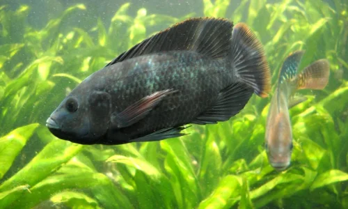 ما تأويلات رؤية السمك الأسود في المنام للمتزوجة؟