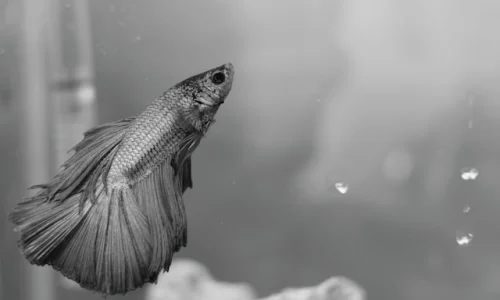 ما تفسيرات رؤية السمك الاسود في المنام للرجل لابن سيرين؟