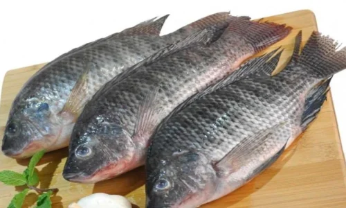 ما تفسير ابن سيرين لرؤية السمك البلطى فى الحلم؟