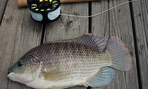 ما تفسير رؤية السمك البلطي الني في المنام؟