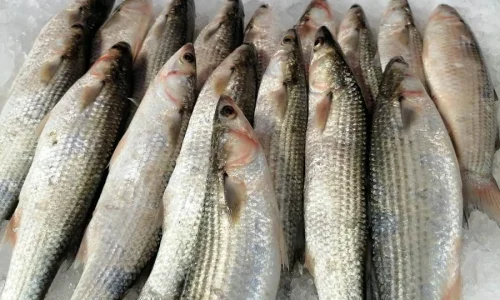 ما تأويل رؤية السمك البورى فى الحلم لابن سيرين؟