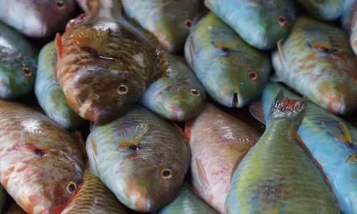 ما تأويل رؤية السمك الفاسد في المنام لابن سيرين؟